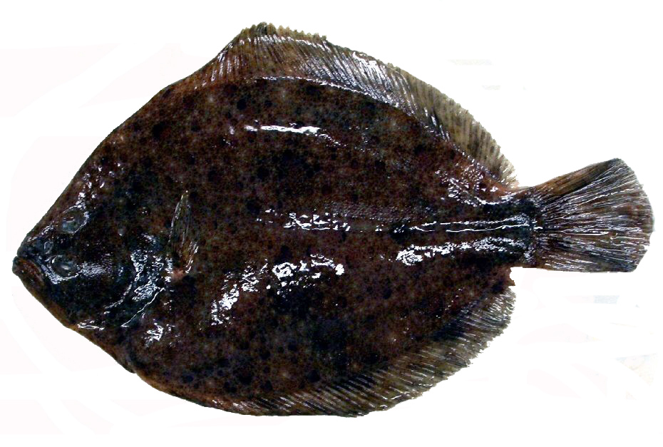 Scophthalmus rhombus_04.jpg